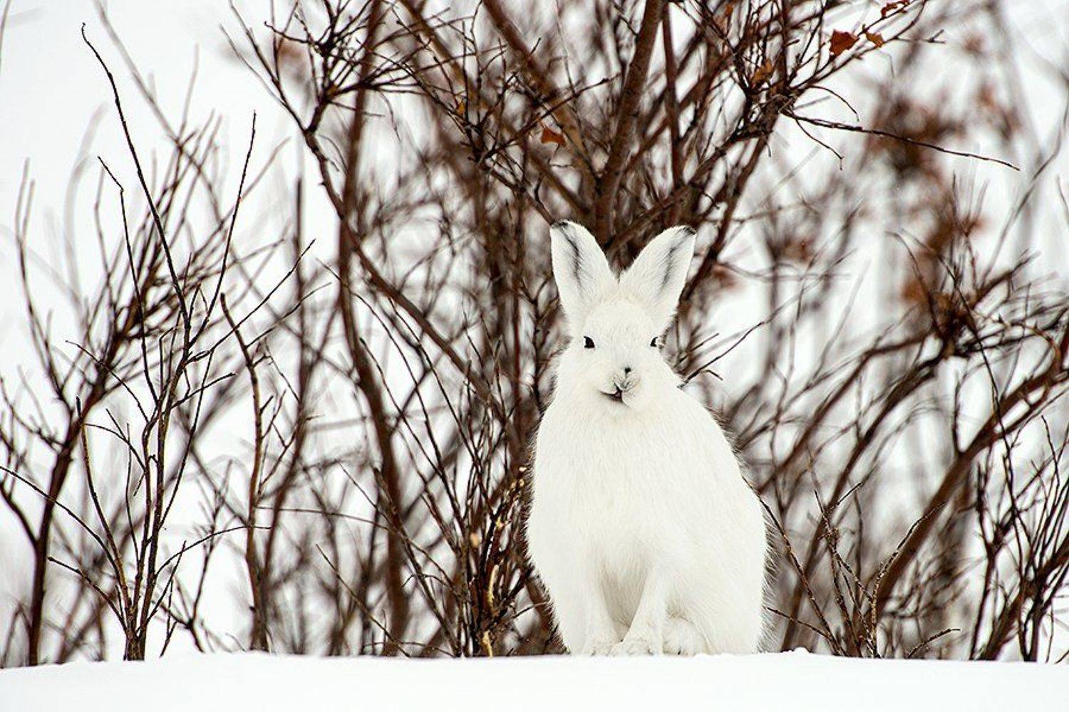 , Иван Кислов