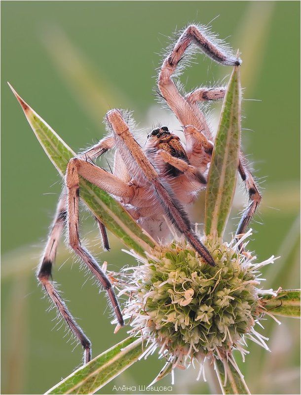 +++ фото превью