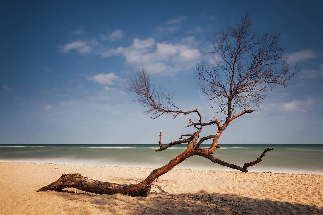 украина, бердянск,  азовское море, бердянская коса, дерево,, Александр
