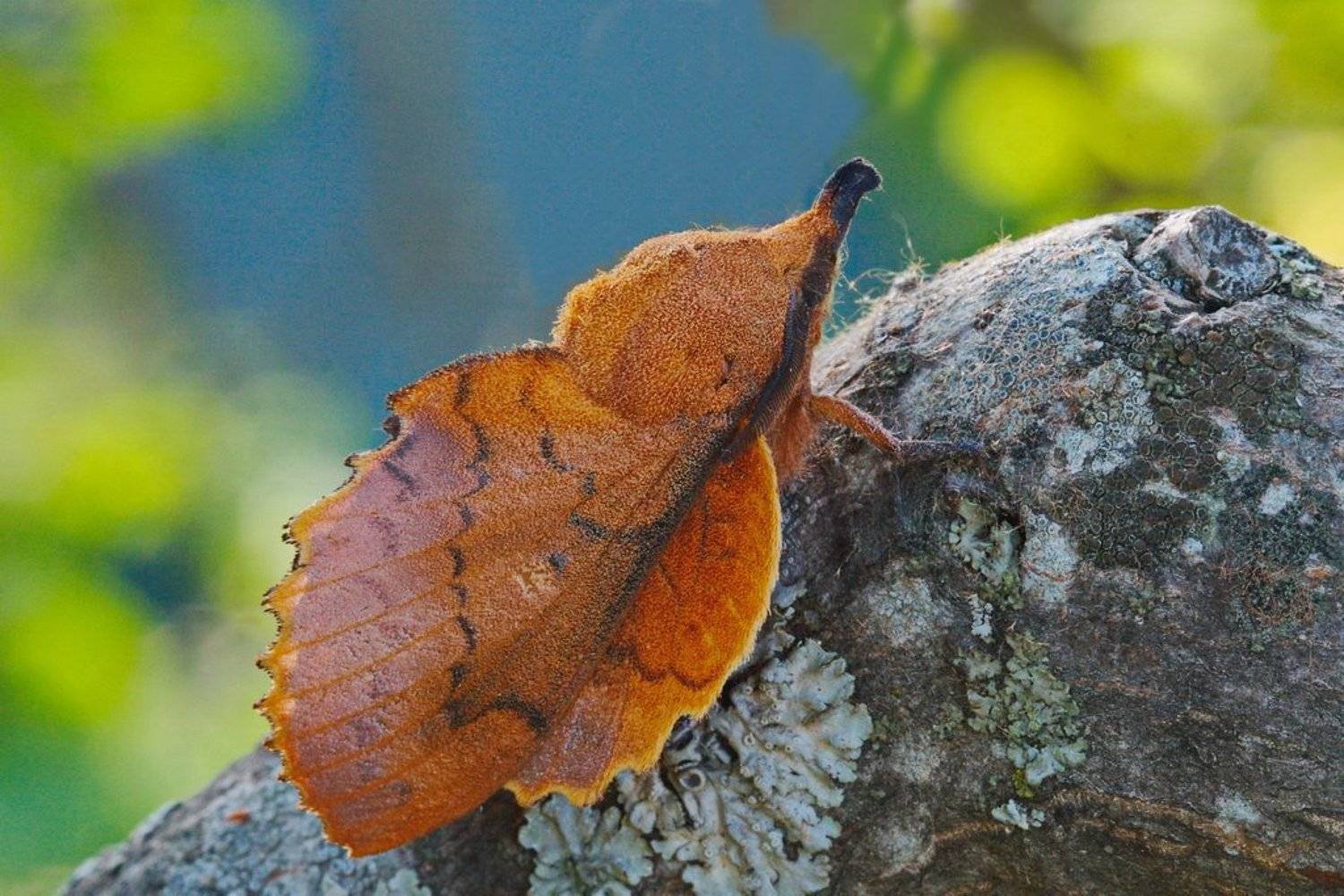 дуболистный, коконопряд, gastropacha, querciifolia, Евгений Комаров