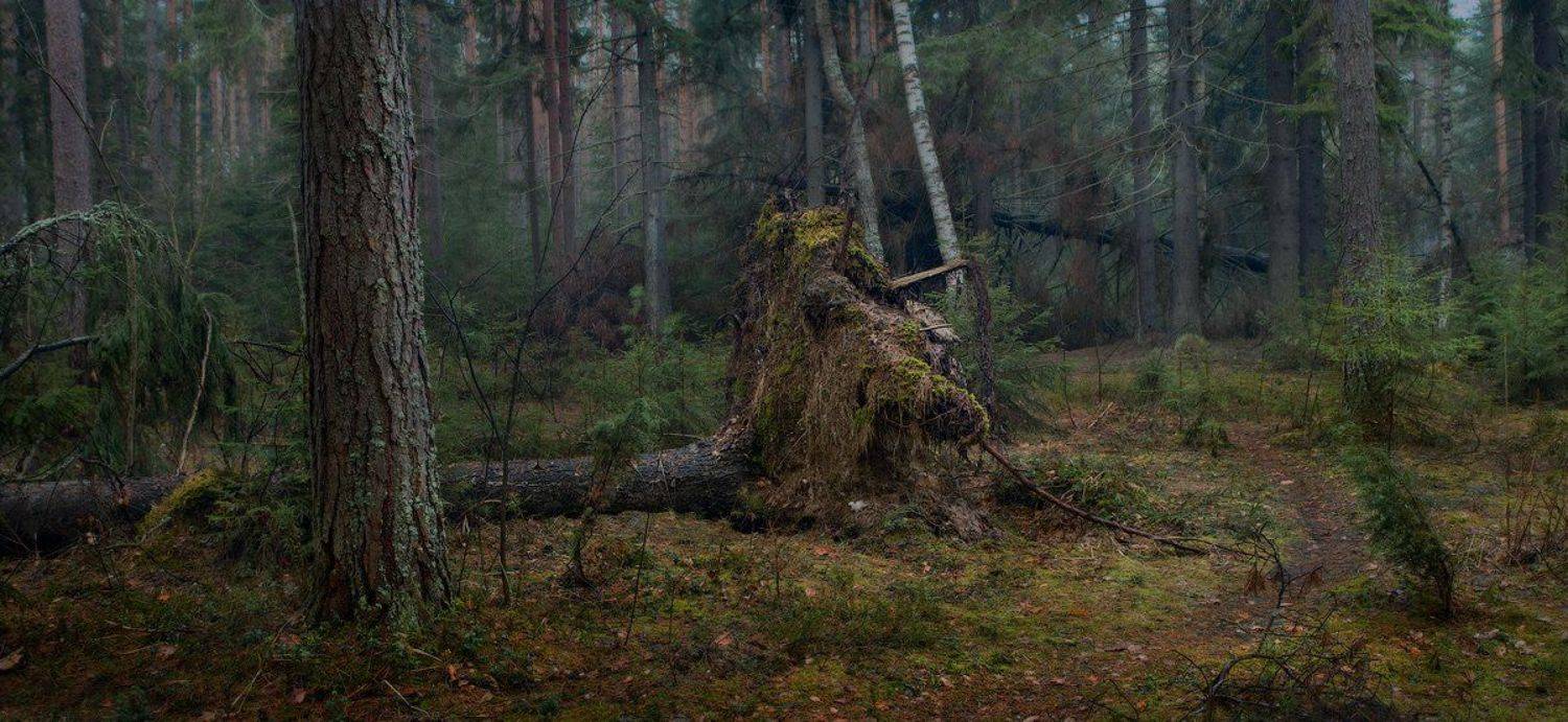 лес, весна, тропинка, Дмитрий Алексеев