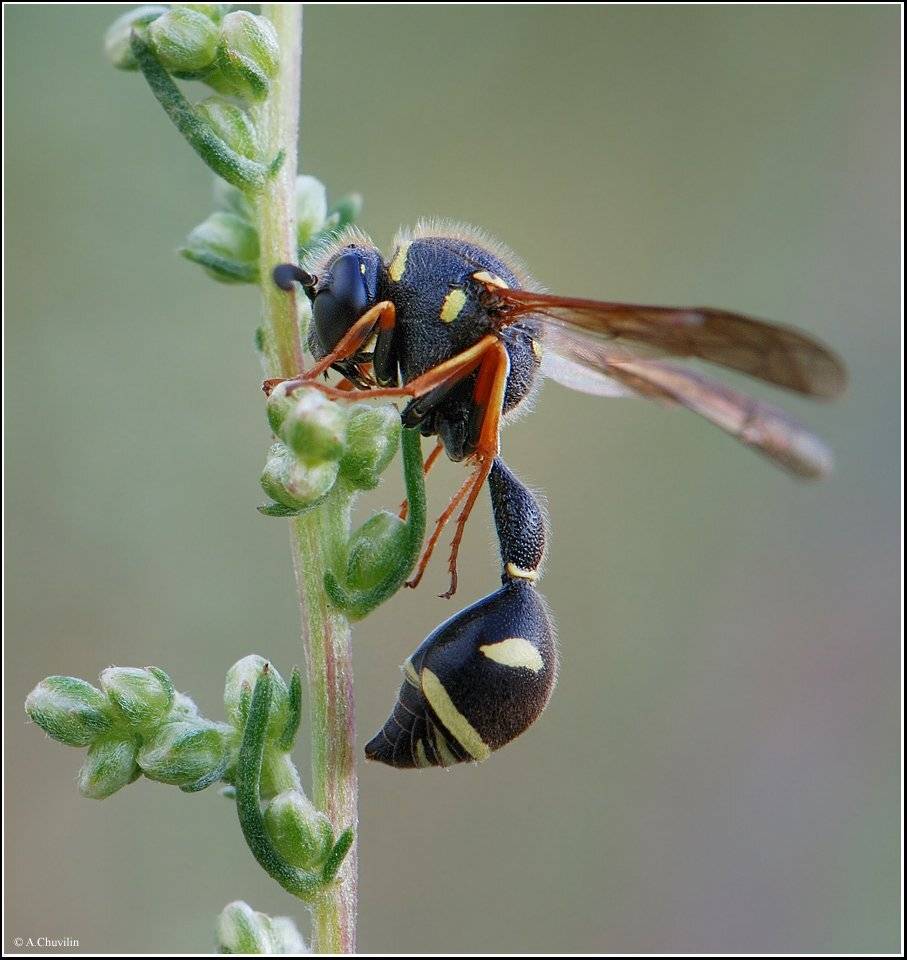оса,талия,талии, Александр Чувилин