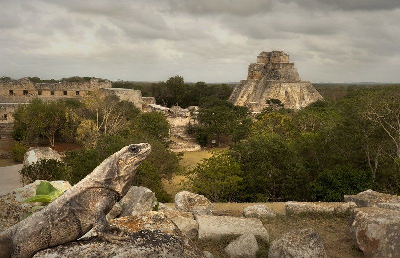 мексика, ушмаль, игуана, пирамида Хранители тайн... фото превью