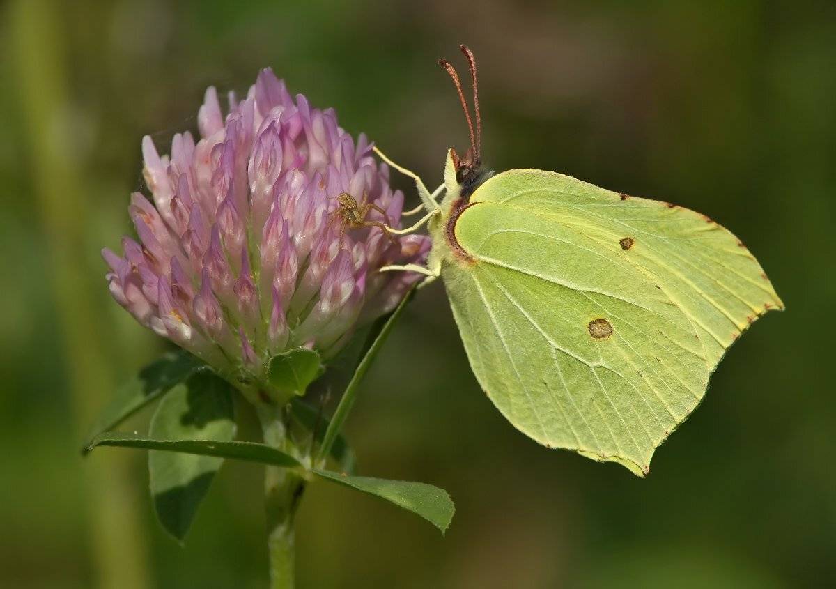 , Чепленко Алексей