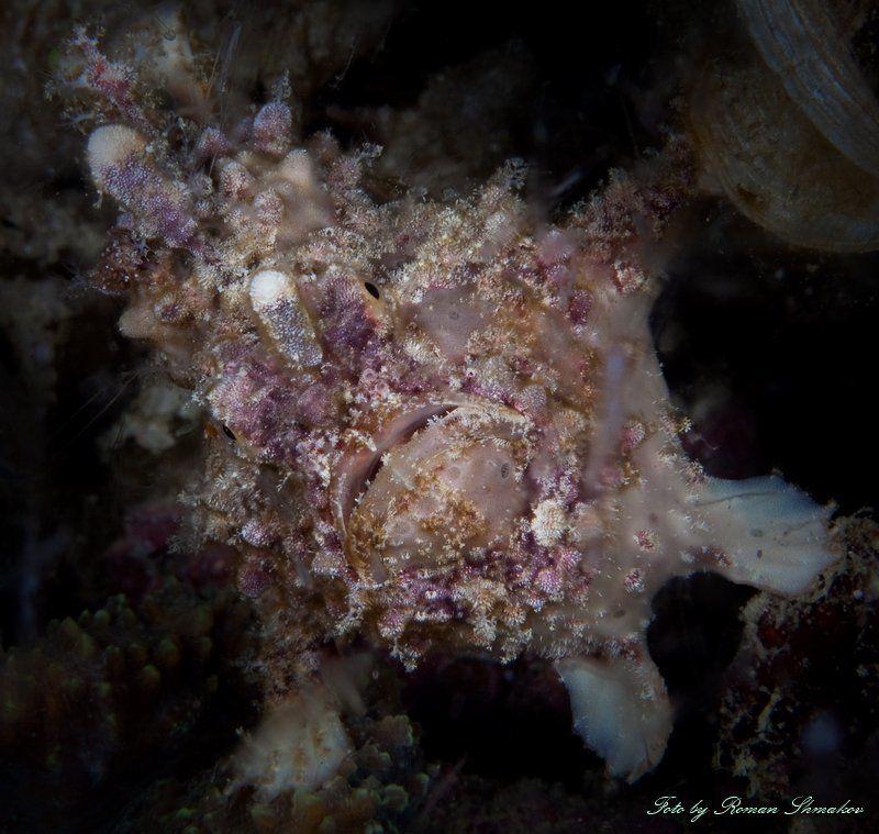 Осторожно злая собака фото превью