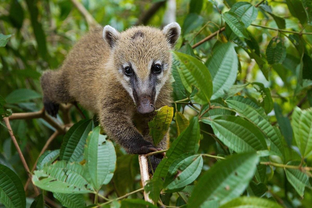 коати, животные, носуха, бразилия, Елена Давыдова