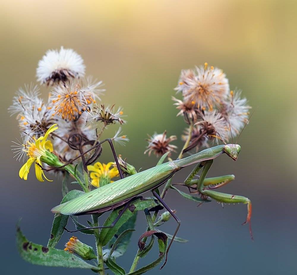 , Игорь ФУММ