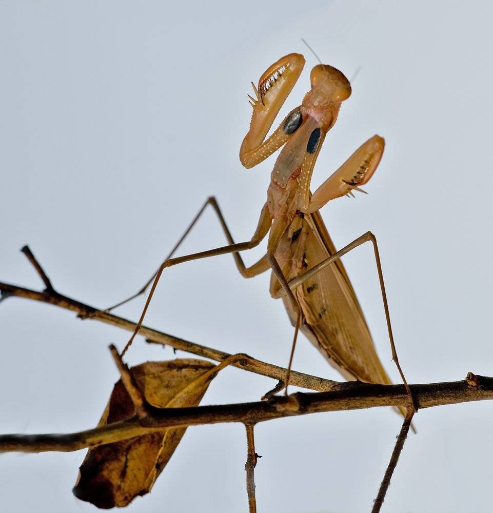 , Игорь ФУММ