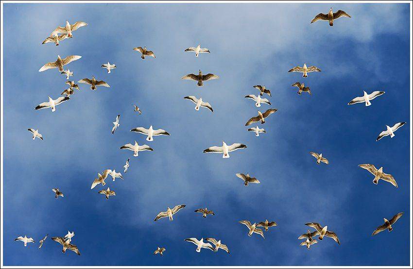 , Ольга Куликова