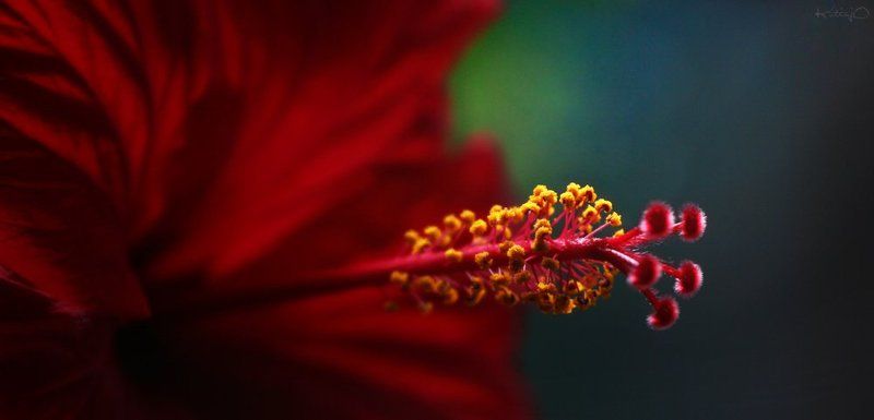 stone rose фото превью