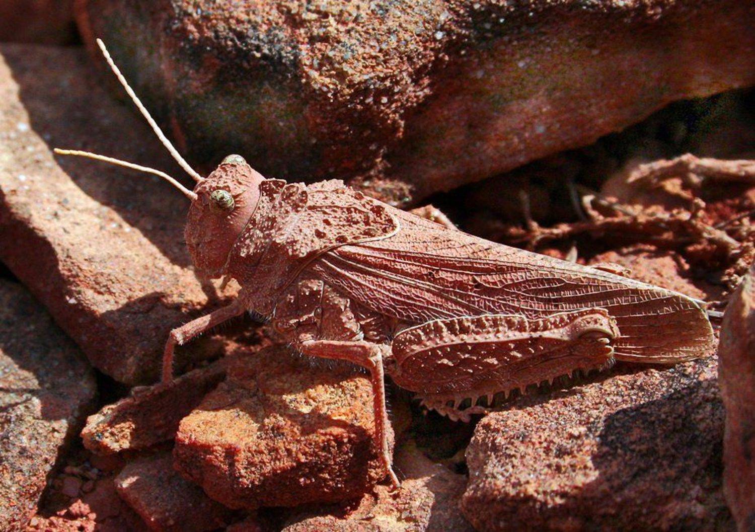 , Евгений Комаров