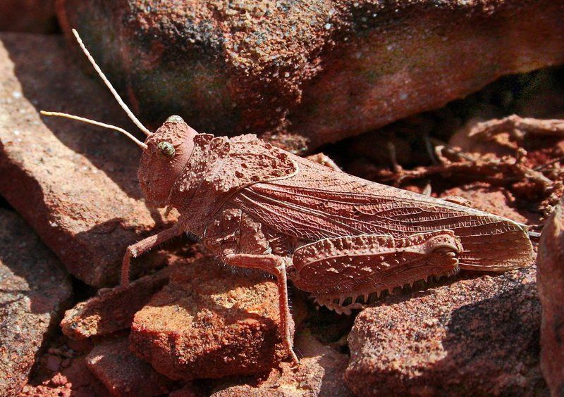 Камень я, камень! фото превью