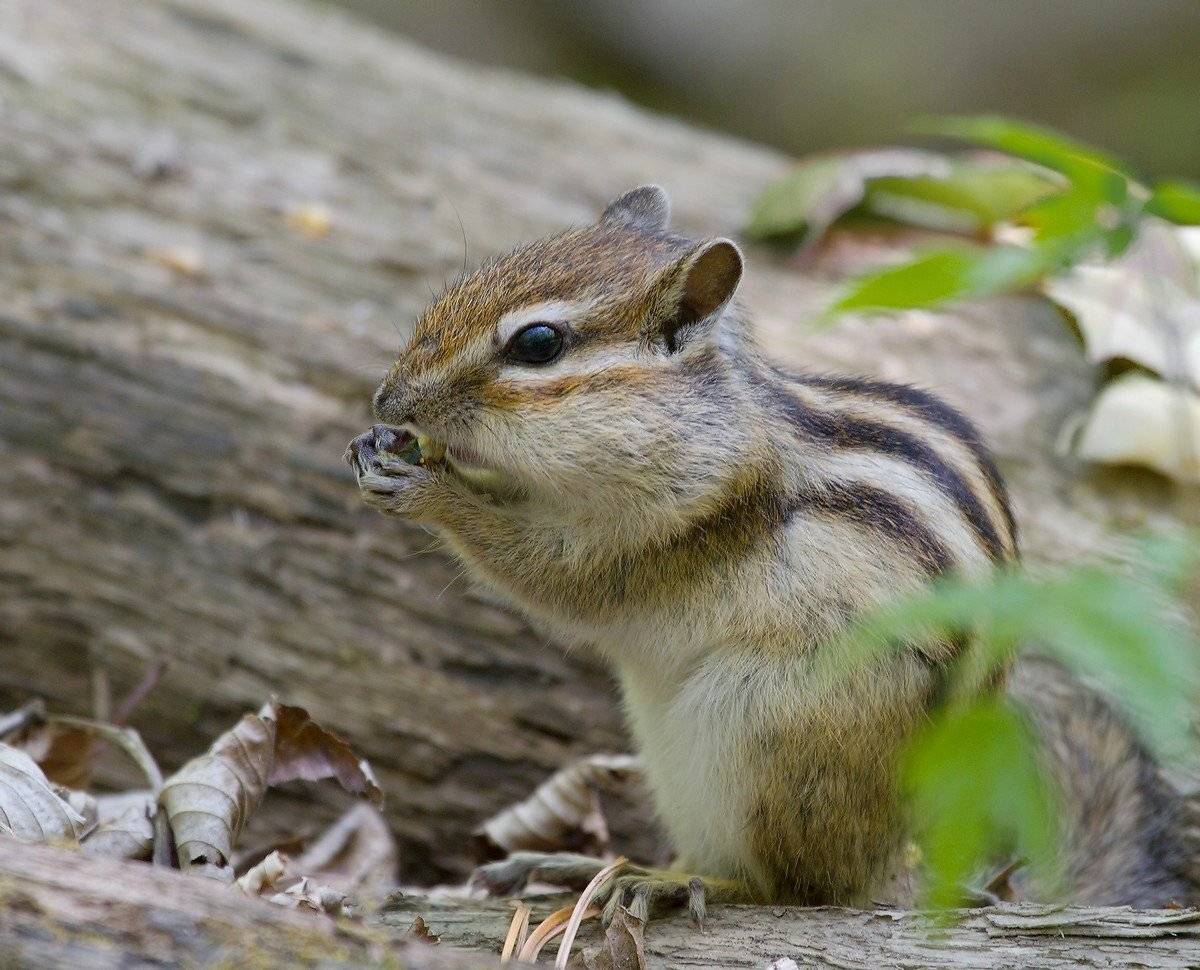 , Евгений Слободской