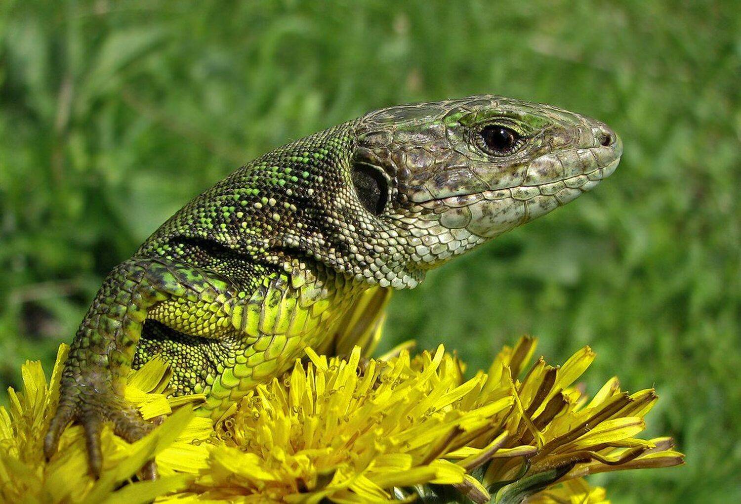 , Ирина Костова