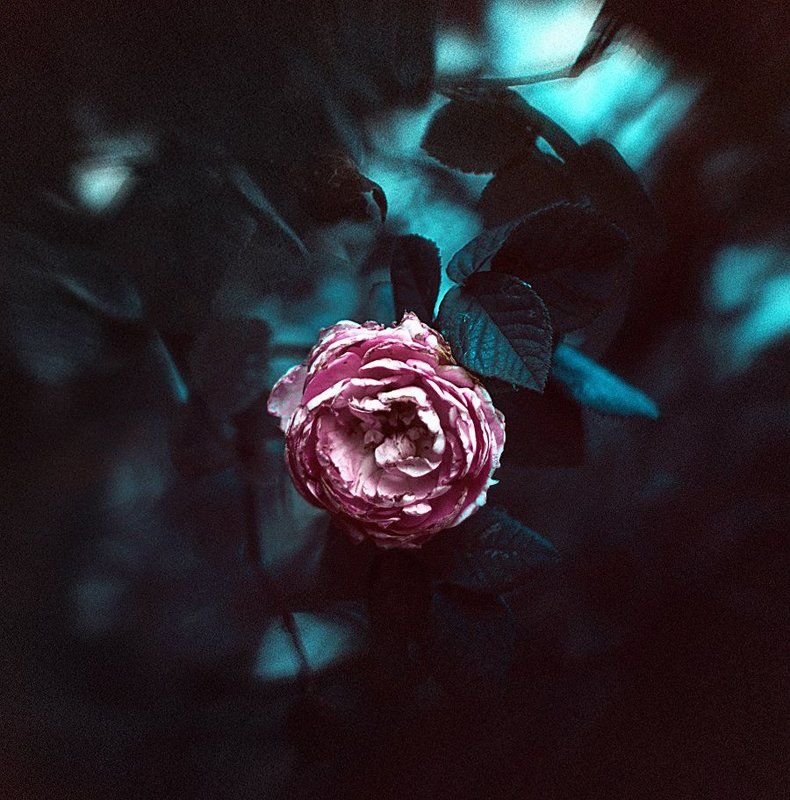 Rose фото превью