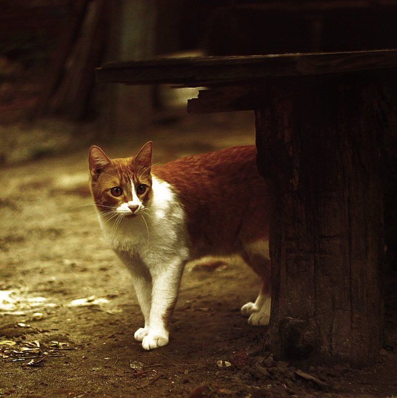 pussycat фото превью