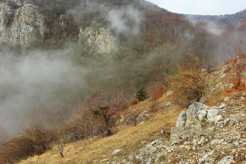 крым, демерджи, туман, лес, горы Про туман фото превью