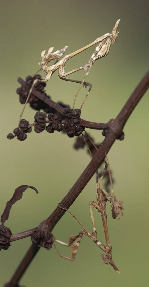 , Игорь ФУММ