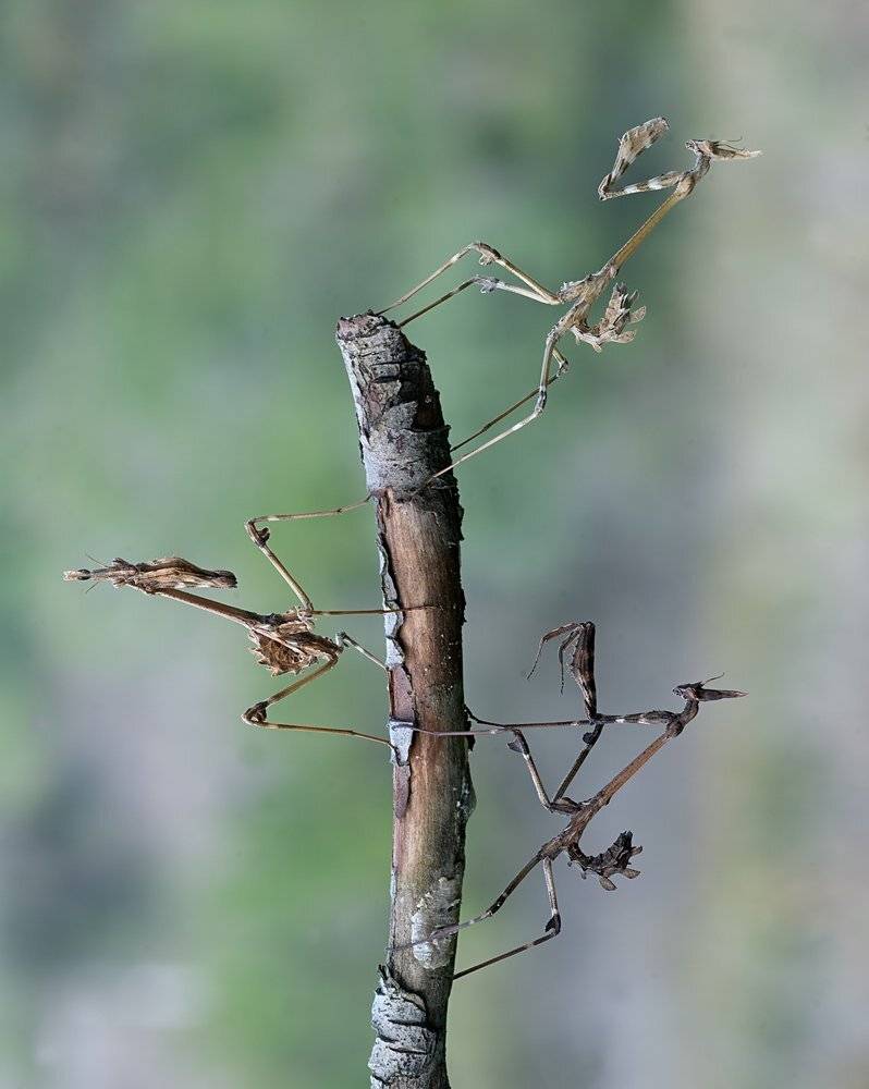 , Игорь ФУММ