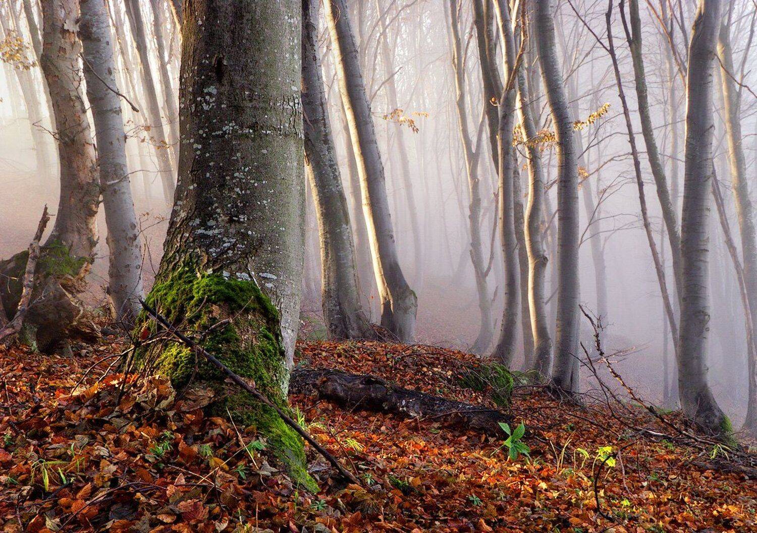 , Ирина Костова