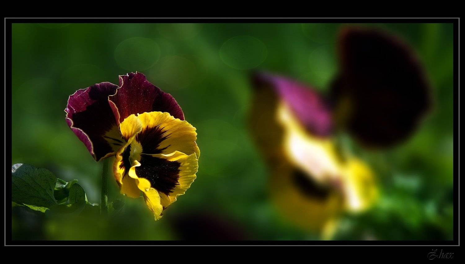 анютины глазки, цветы, Малыш