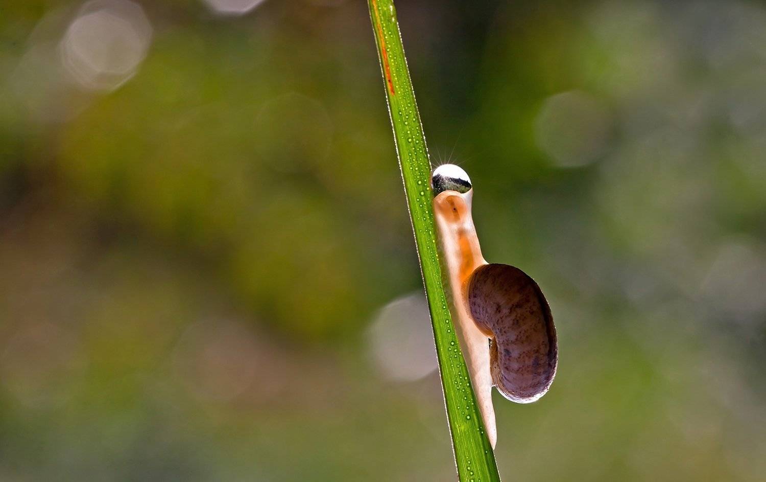 , Mohammadreza Momeni