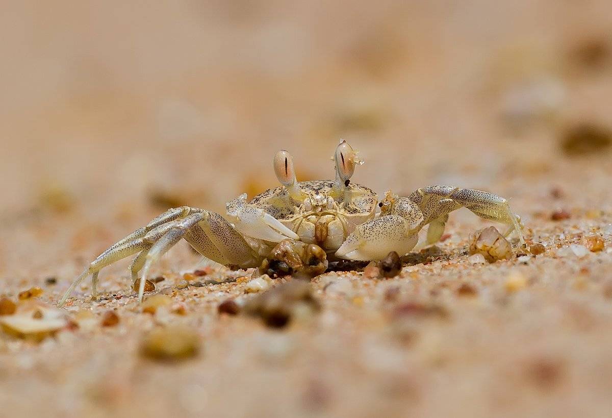 краб, светлана голицына