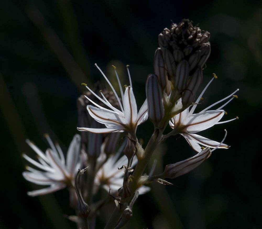 , Игорь ФУММ