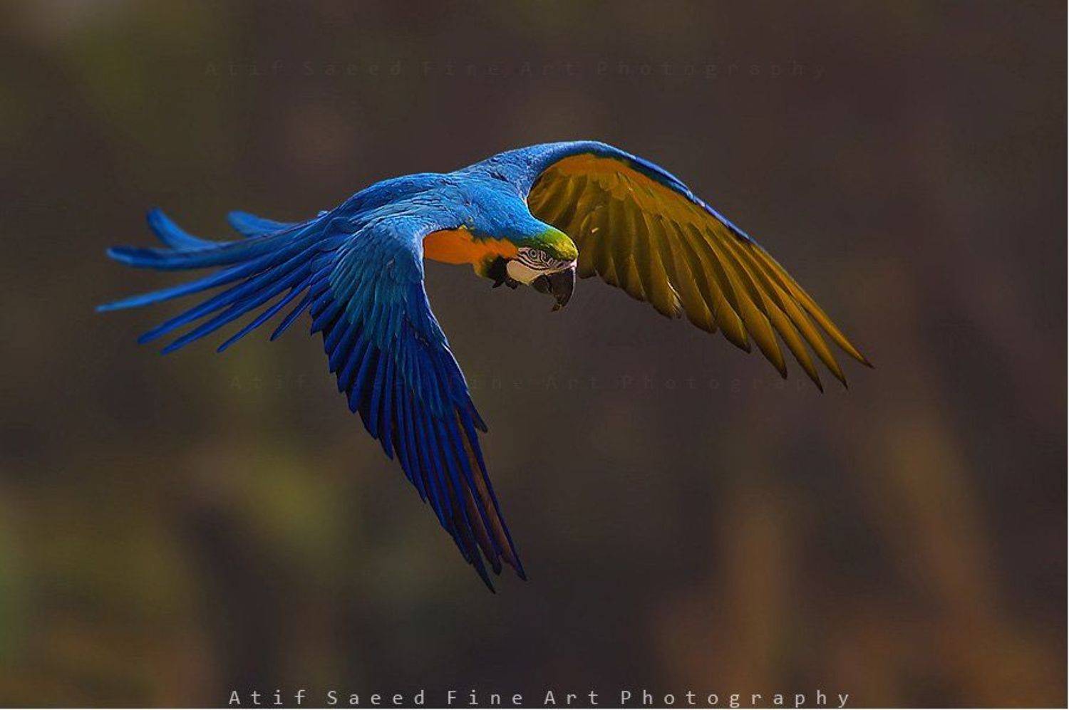 , M Atif Saeed