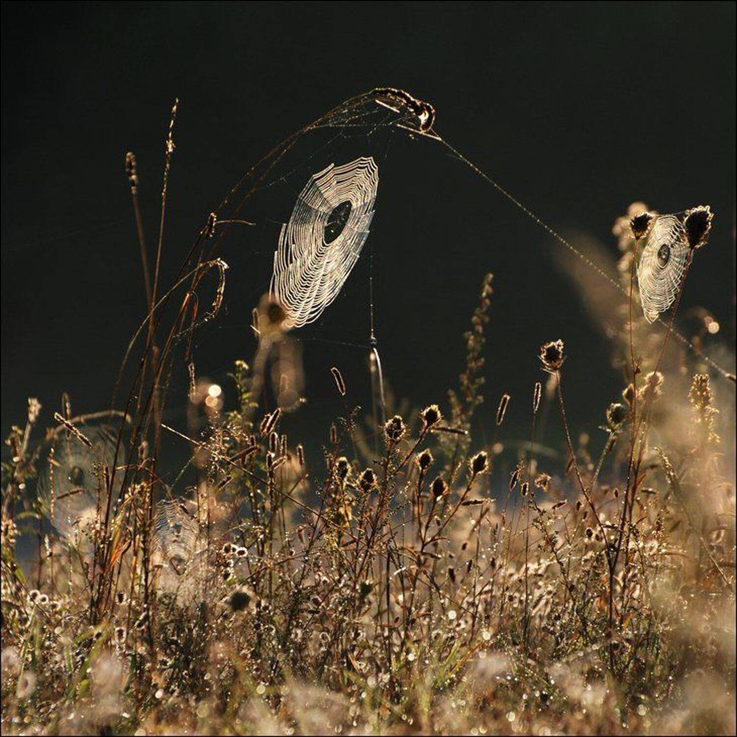 , Крицак Ольга