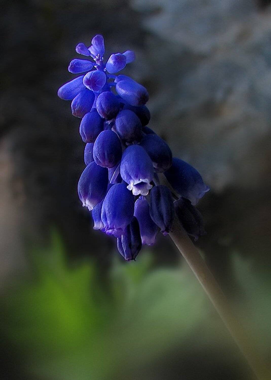 , Ирина Костова