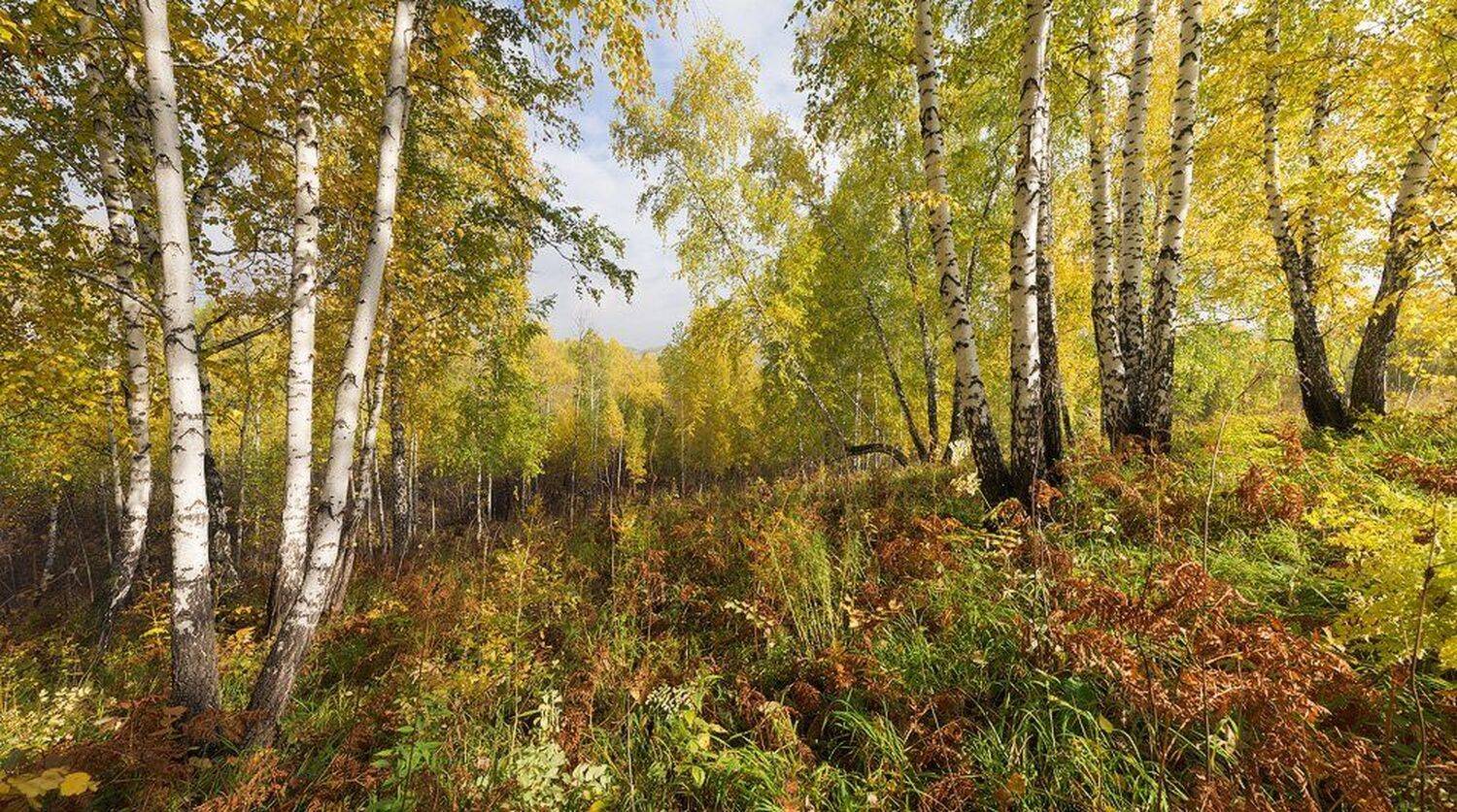 , Лещёнок Александр
