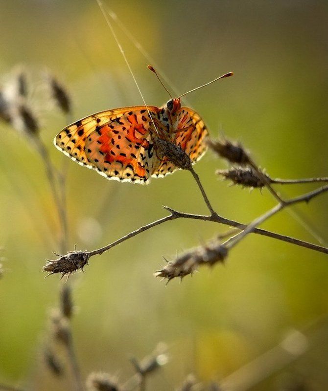 Божественные создания. фото превью
