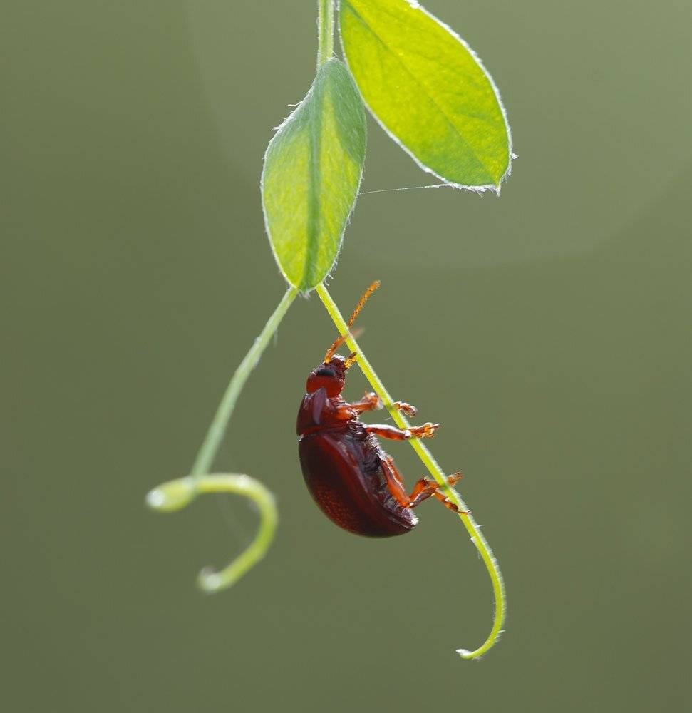 , Игорь ФУММ