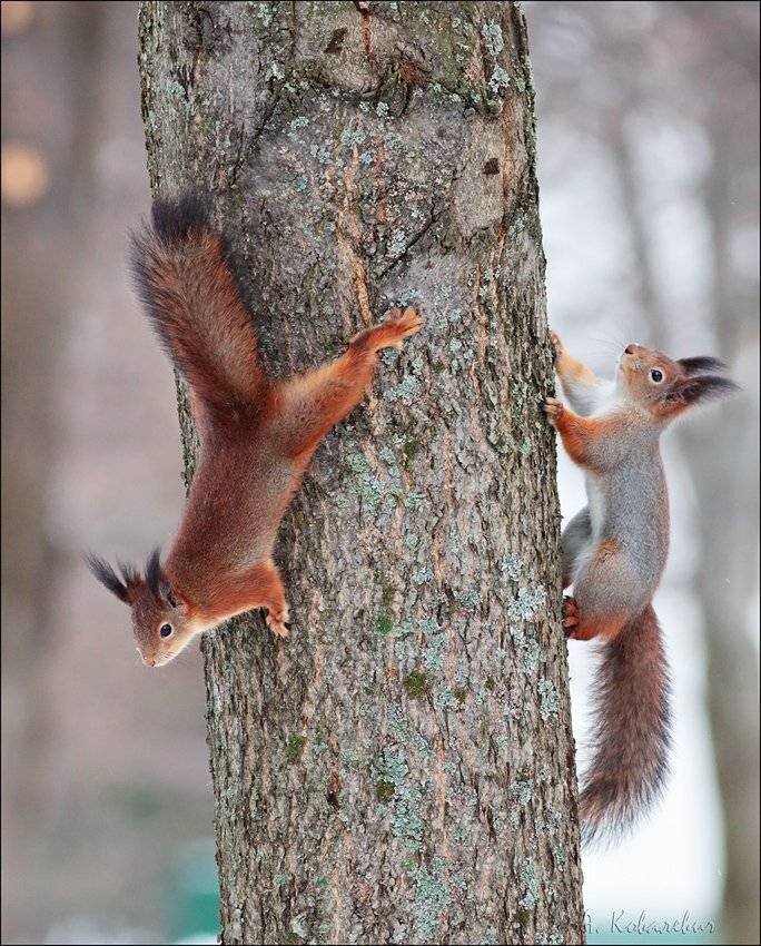 , Ковалевич А.