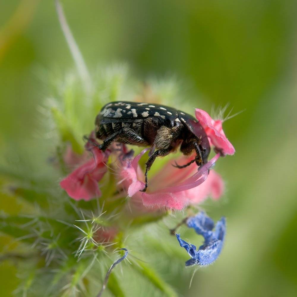 , Игорь ФУММ