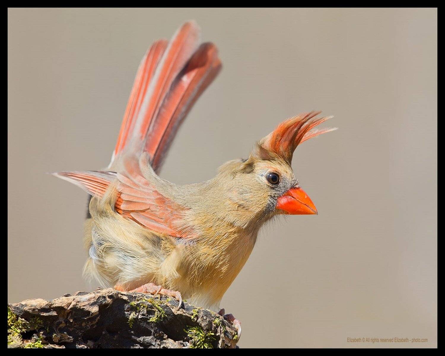 красный кардинал,  northern cardinal, Elizabeth Etkind