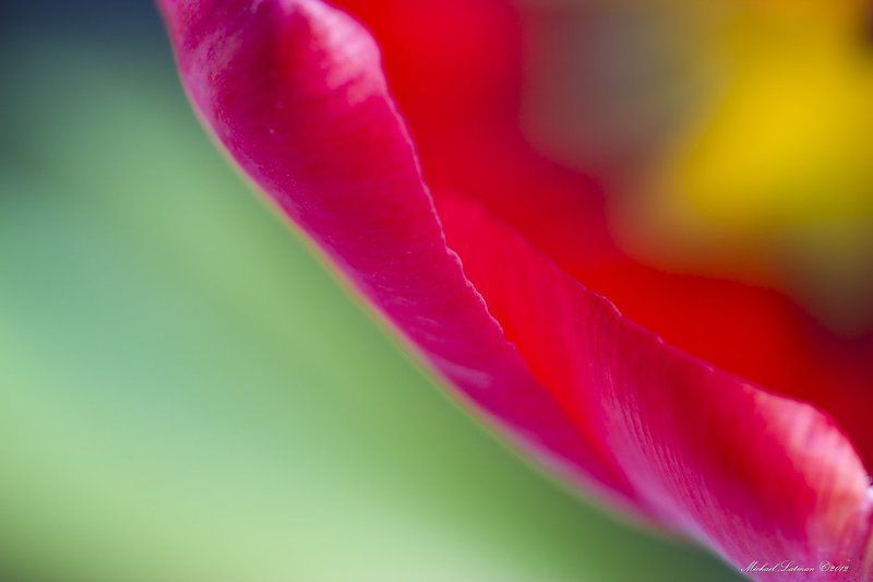 spring,flowers,colors,macro Нежное дыхание... фото превью