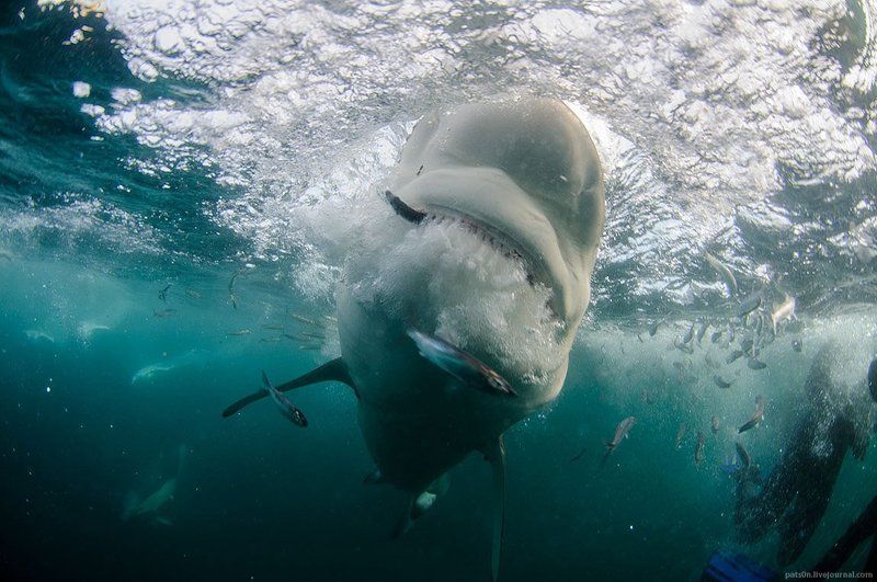 dusky snatch фото превью
