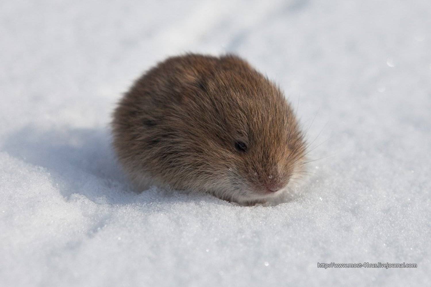 мышь, полёвка, весна, Сергей Краснощёков