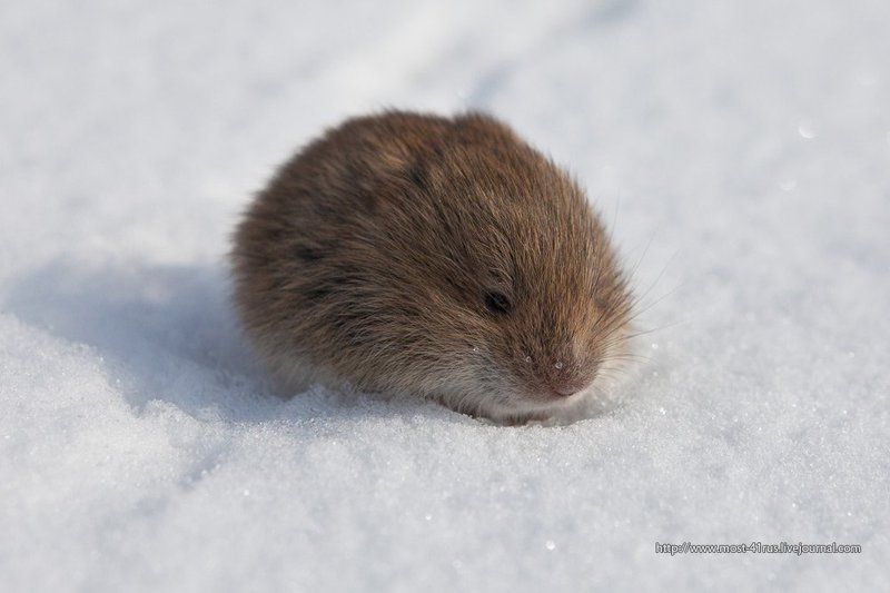мышь, полёвка, весна Красная полёвка. фото превью