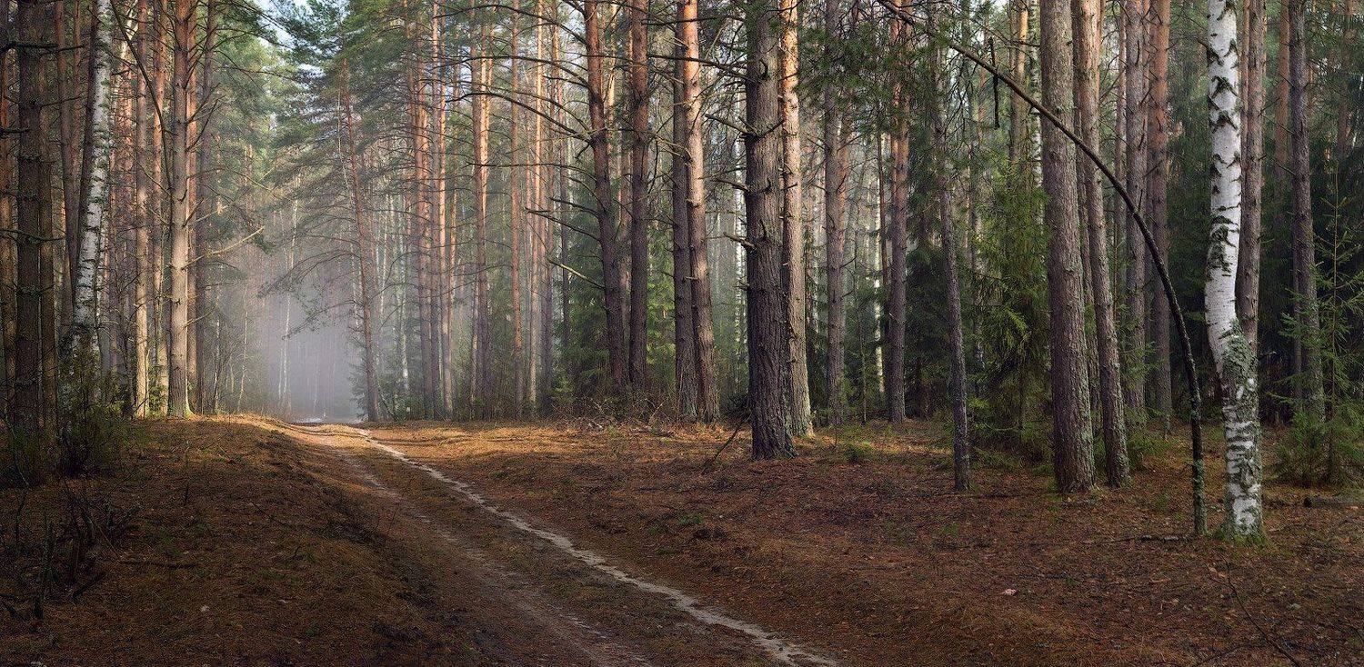 лес, дорога, апрель, весна, Дмитрий Алексеев