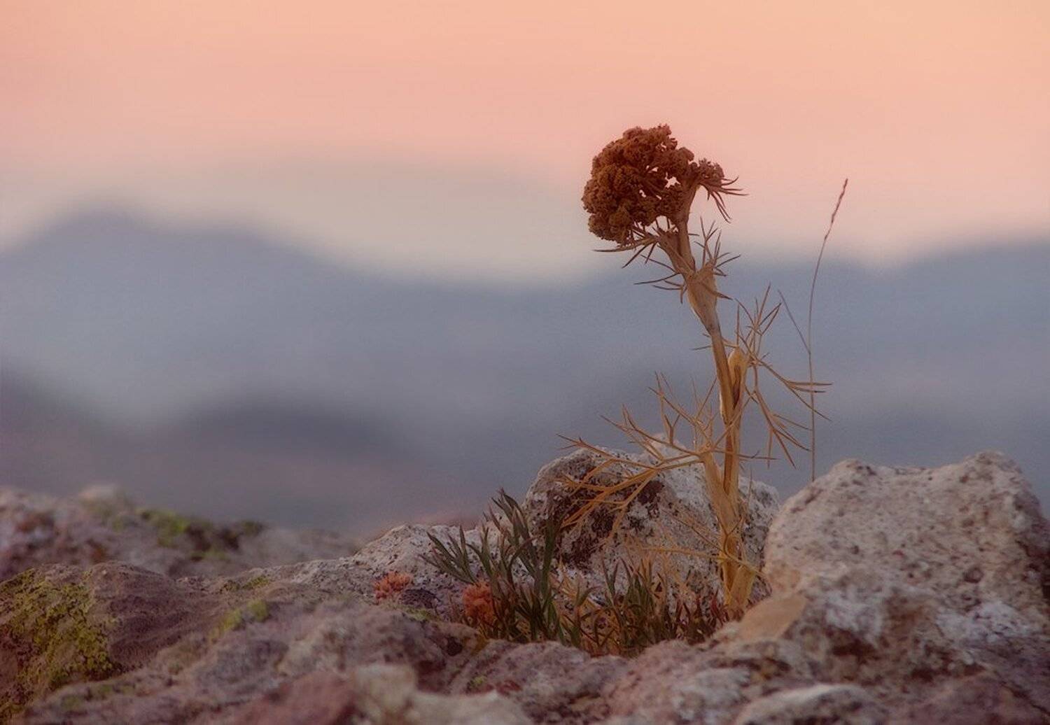 , Ирина Костова