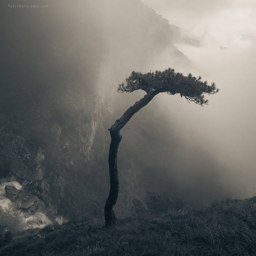 kovalenko, горы, дерево, крым, туман, ч/б, Юрий Коваленко