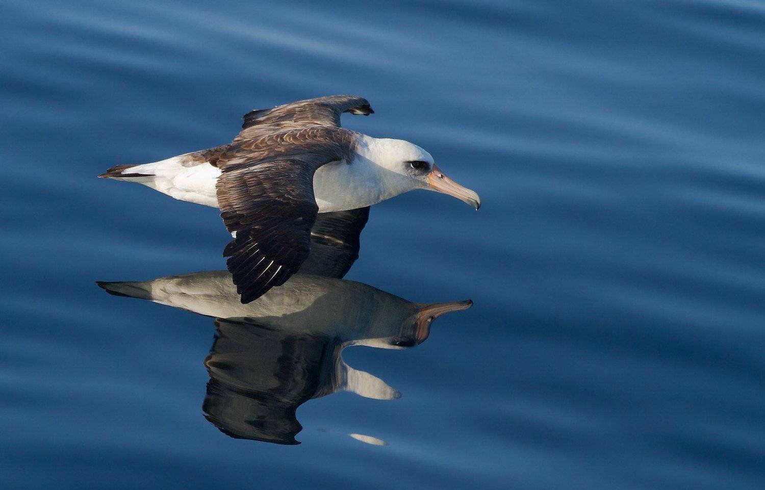 темноспинный, альбатрос, Евгений Слободской