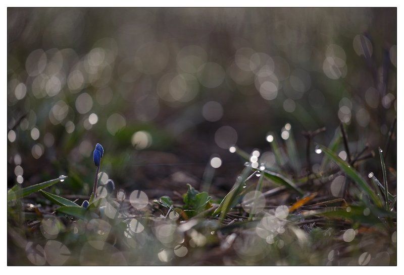 первоцветы, дон, степь, тузловские склоны Открытие весеннего сезона фото превью