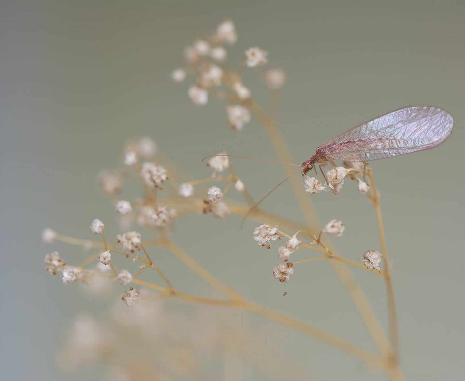 , Кузнецов Дмитрий