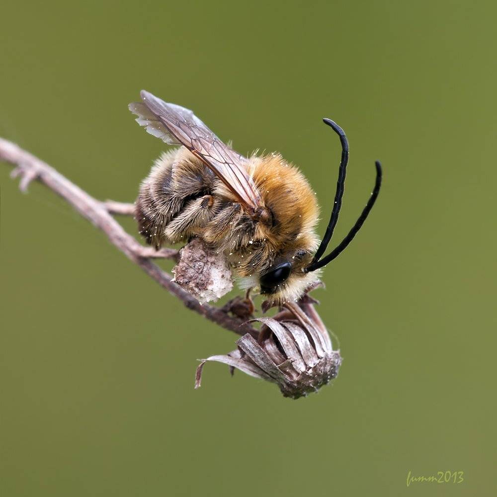 , Игорь ФУММ