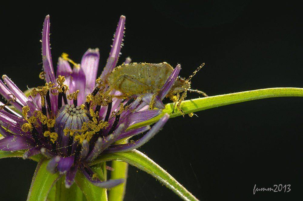 , Игорь ФУММ