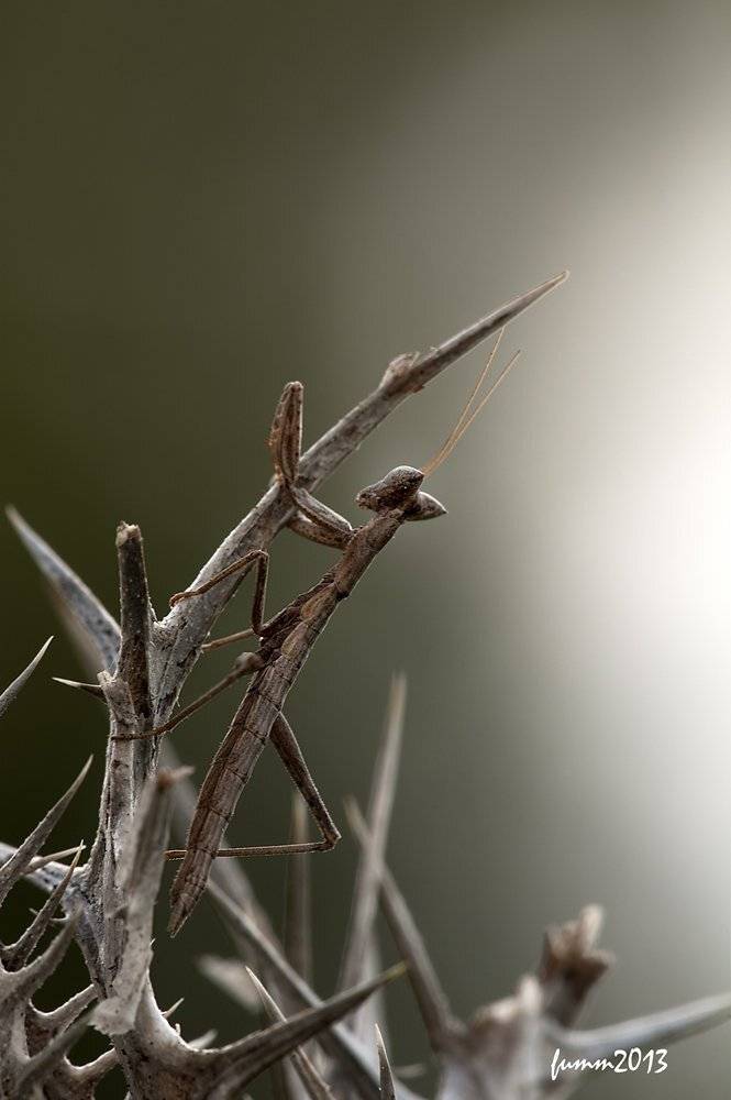 , Игорь ФУММ